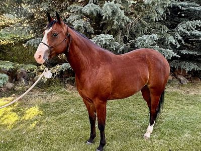 6 year old Registered mare