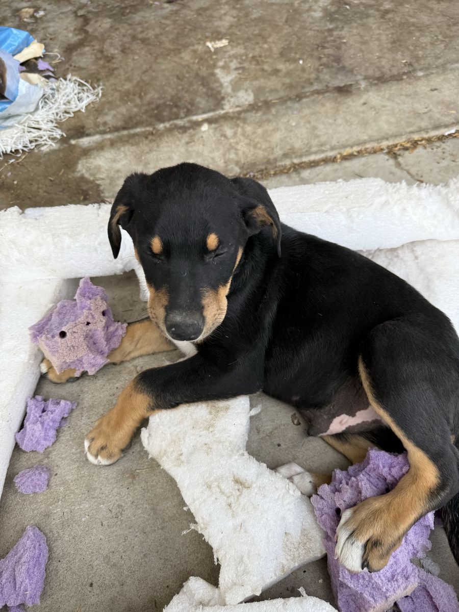 Doberman / Collie Puppies
