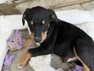 Doberman / Collie Puppies