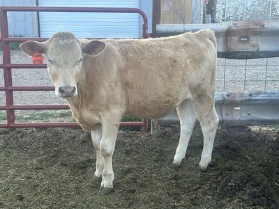 Beef Cross Calves Charolais / Jersey - Angus / Jersey - Steers a few different calves