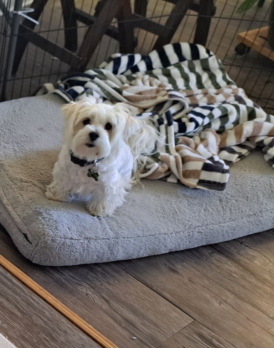 AKC Maltese, My Little Charlie