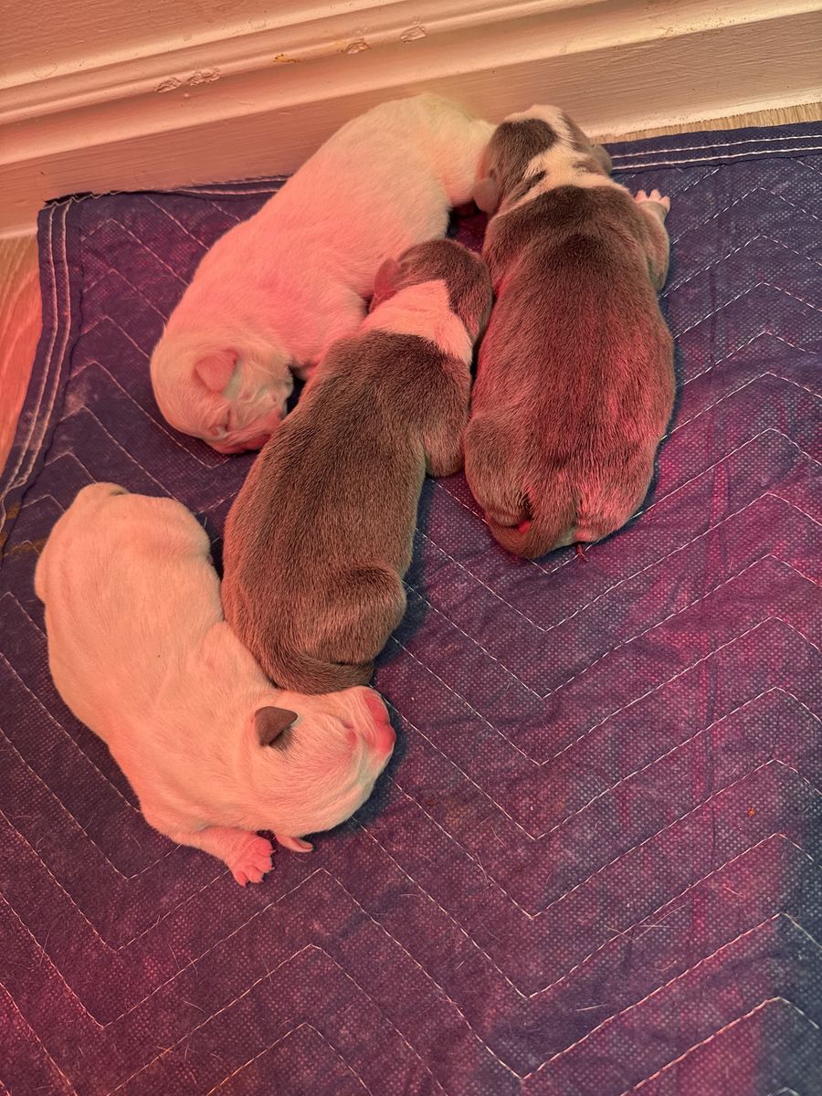 Micro/Pocket American bully puppies