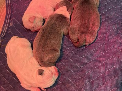 Micro/Pocket American bully puppies