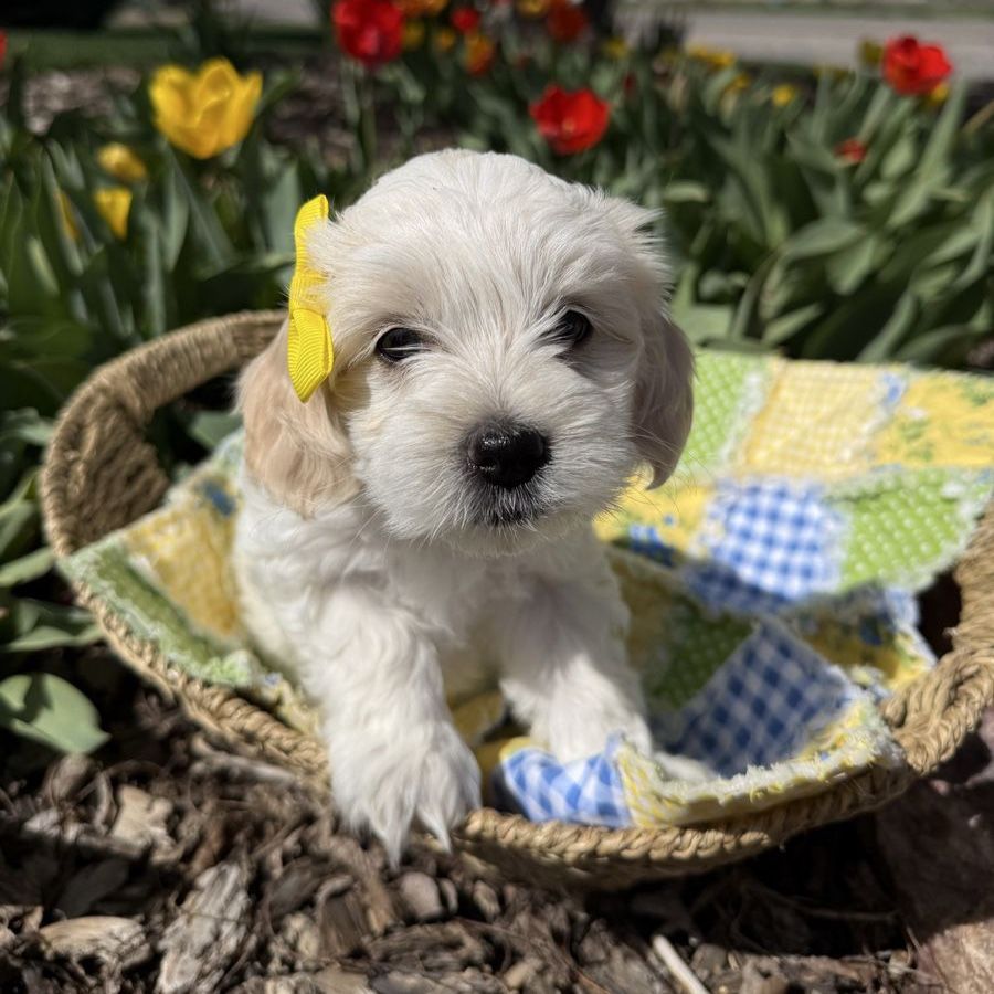 Havanese Poodle Doodle Puppies