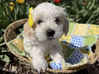 Havanese Poodle Doodle Puppies