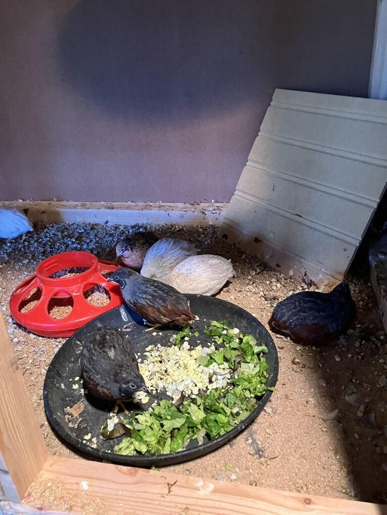 Male Button Quail For Sale