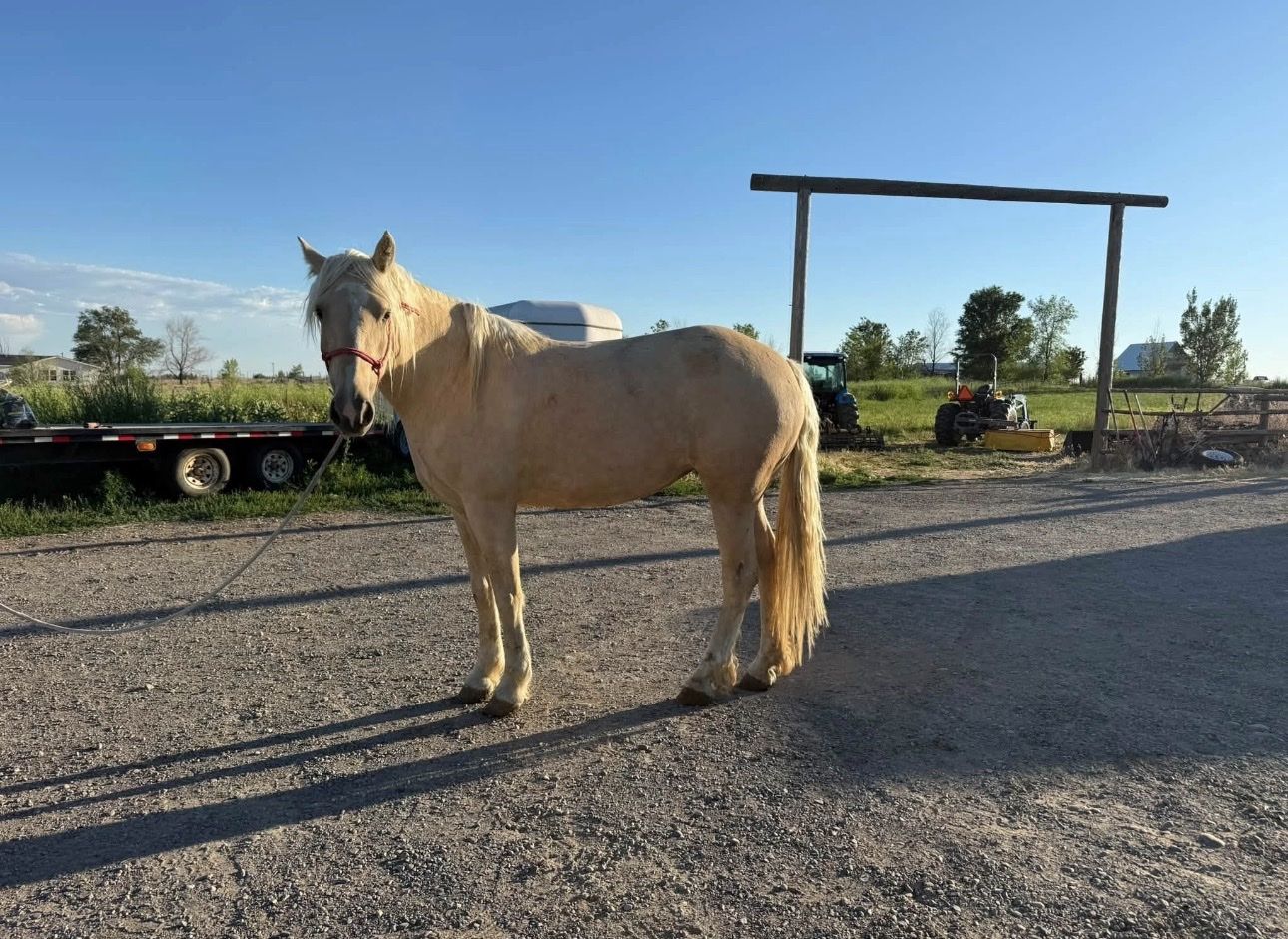 Half draft Mare