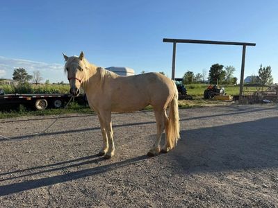 Half draft Mare
