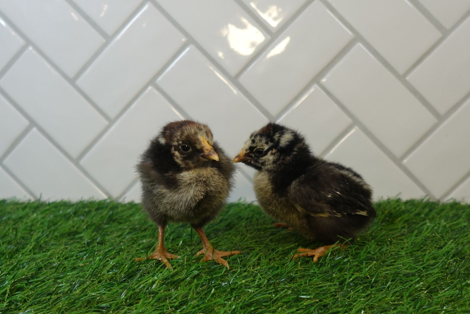Silver Laced Wyandotte