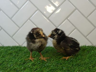 Silver Laced Wyandotte