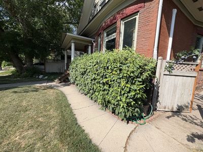 Free Hedge