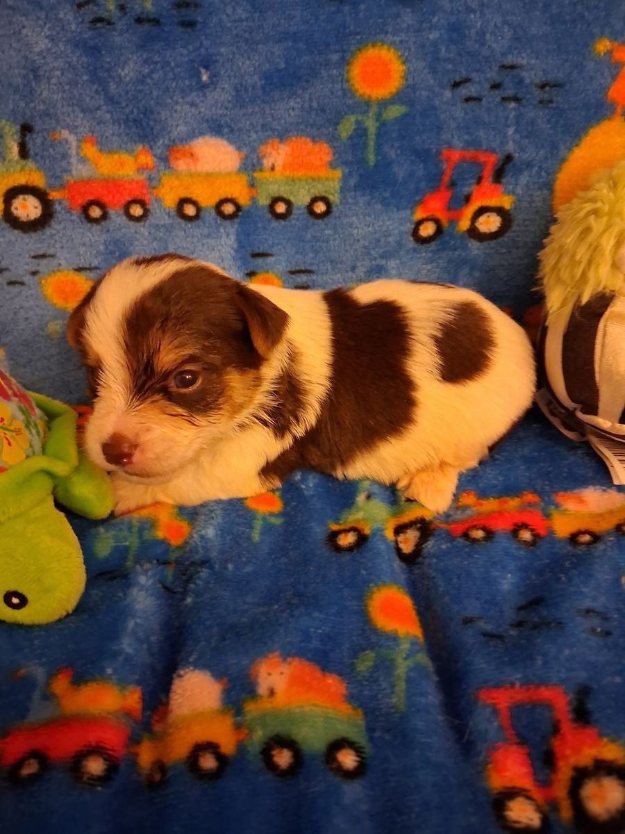 Adorable  Yorkie/yorkshire Puppies!
