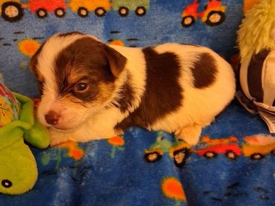 Adorable Yorkie/yorkshire Puppies!