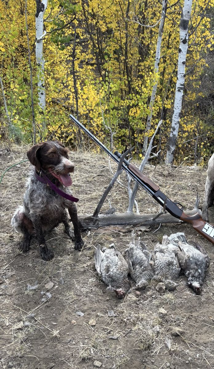 German Wirehaired Pointer