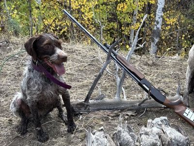 German Wirehaired Pointer