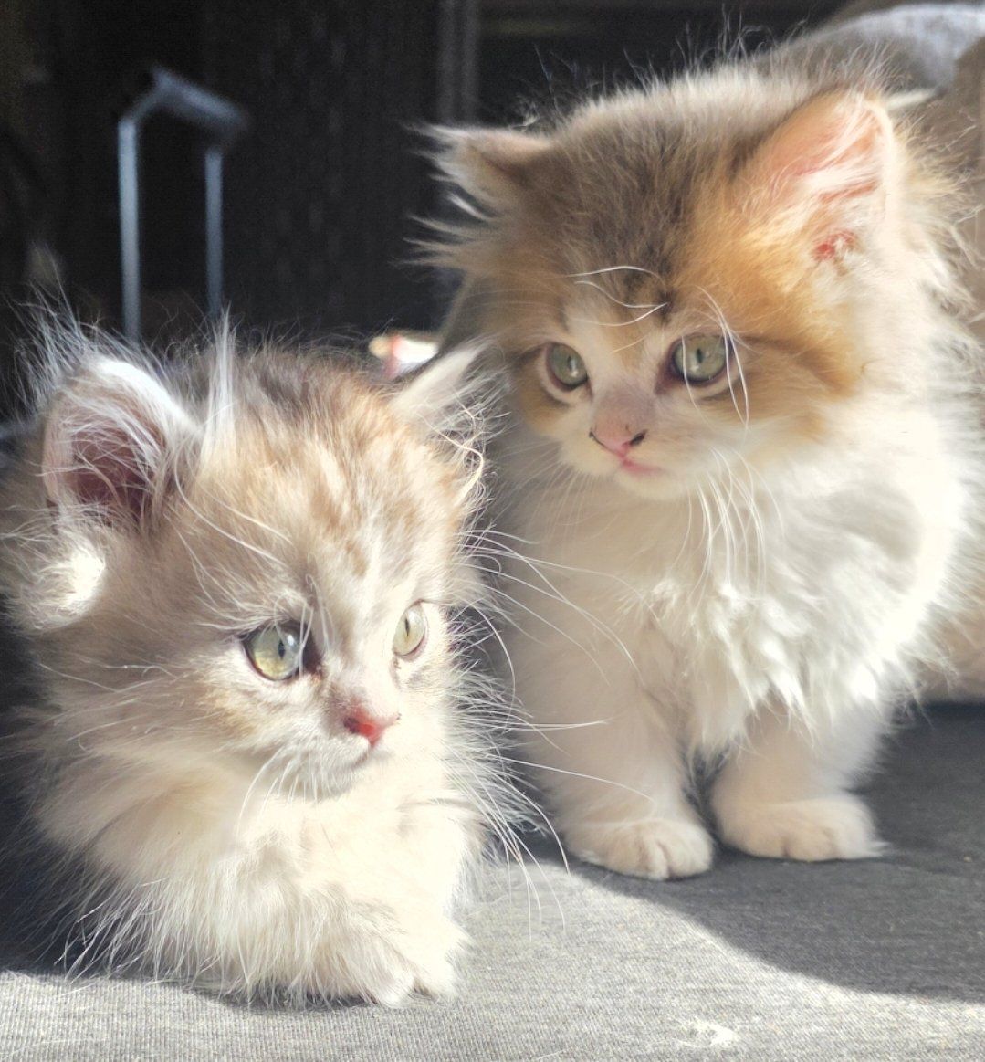 Tica Minuet/ munchkin male kittens.