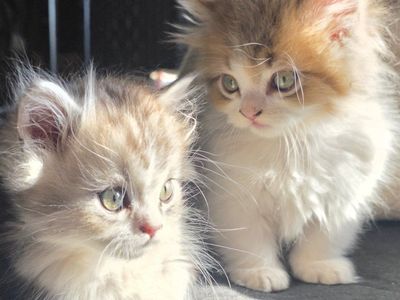Tica Minuet/ munchkin male kittens.