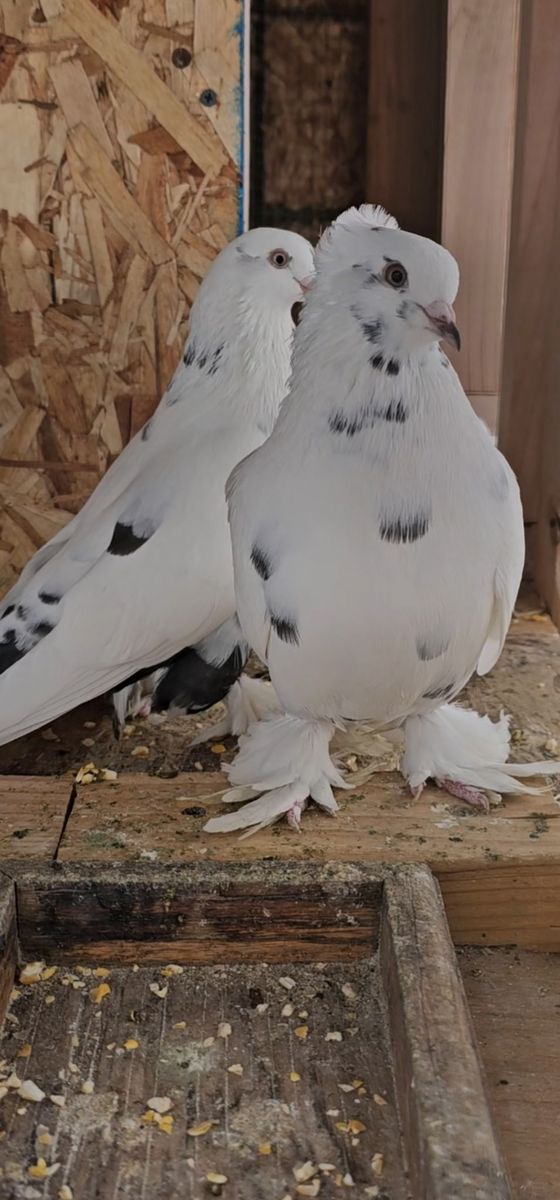 2 Pigeons For $50