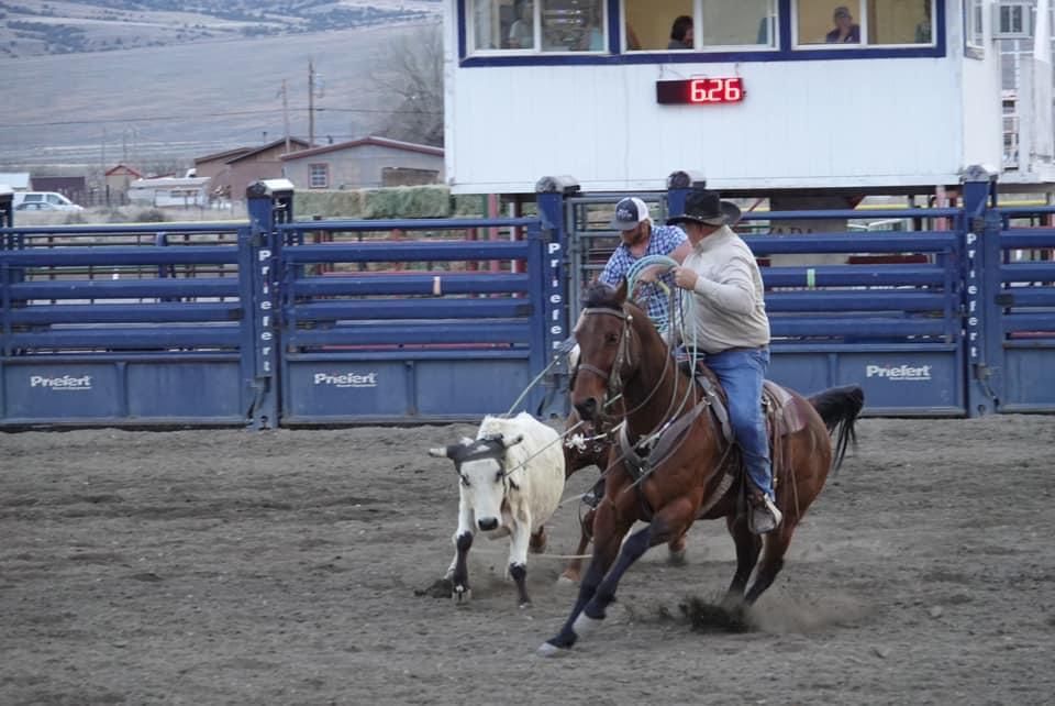 12 yr old Head Horse
