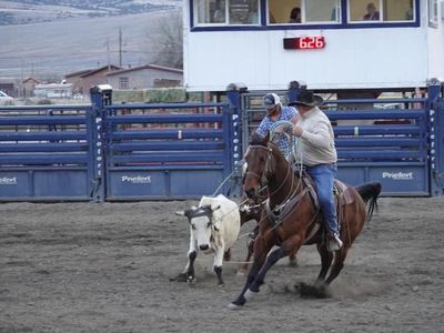 12 yr old Head Horse