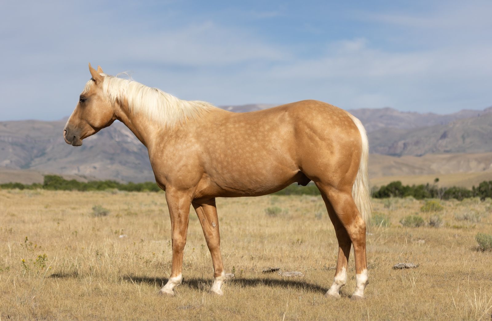 Popcorn: 3-Year-Old Palomino Gelding - Well-Bred and gentle. OBO or trade