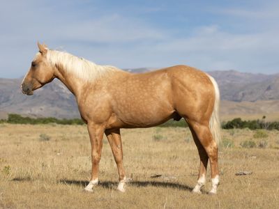 Popcorn: 3-Year-Old Palomino Gelding - Well-Bred and gentle. OBO or trade