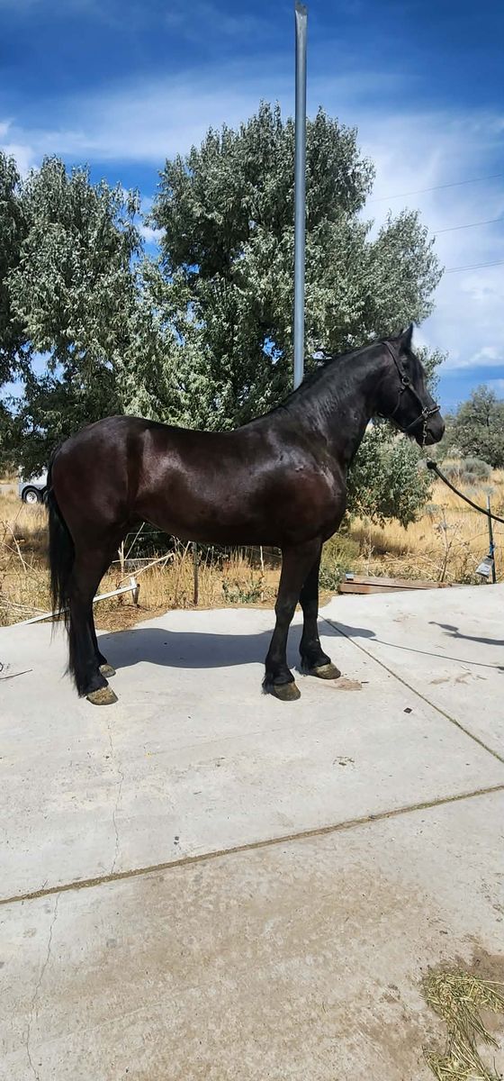 3yo Friesian Gelding