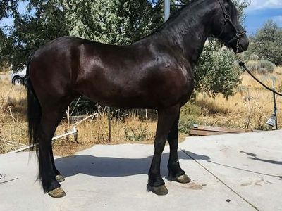 3yo Friesian Gelding