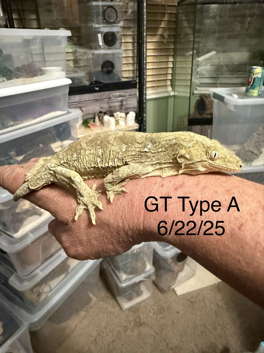 Pure GT (Grande Terre) Leachianus Gecko - Young, these guys will get the biggest of the leachianus gecko’s upwards of 400 grams