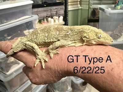 Pure GT (Grande Terre) Leachianus Gecko - Young, these guys will get the biggest of the leachianus gecko’s upwards of 400 grams