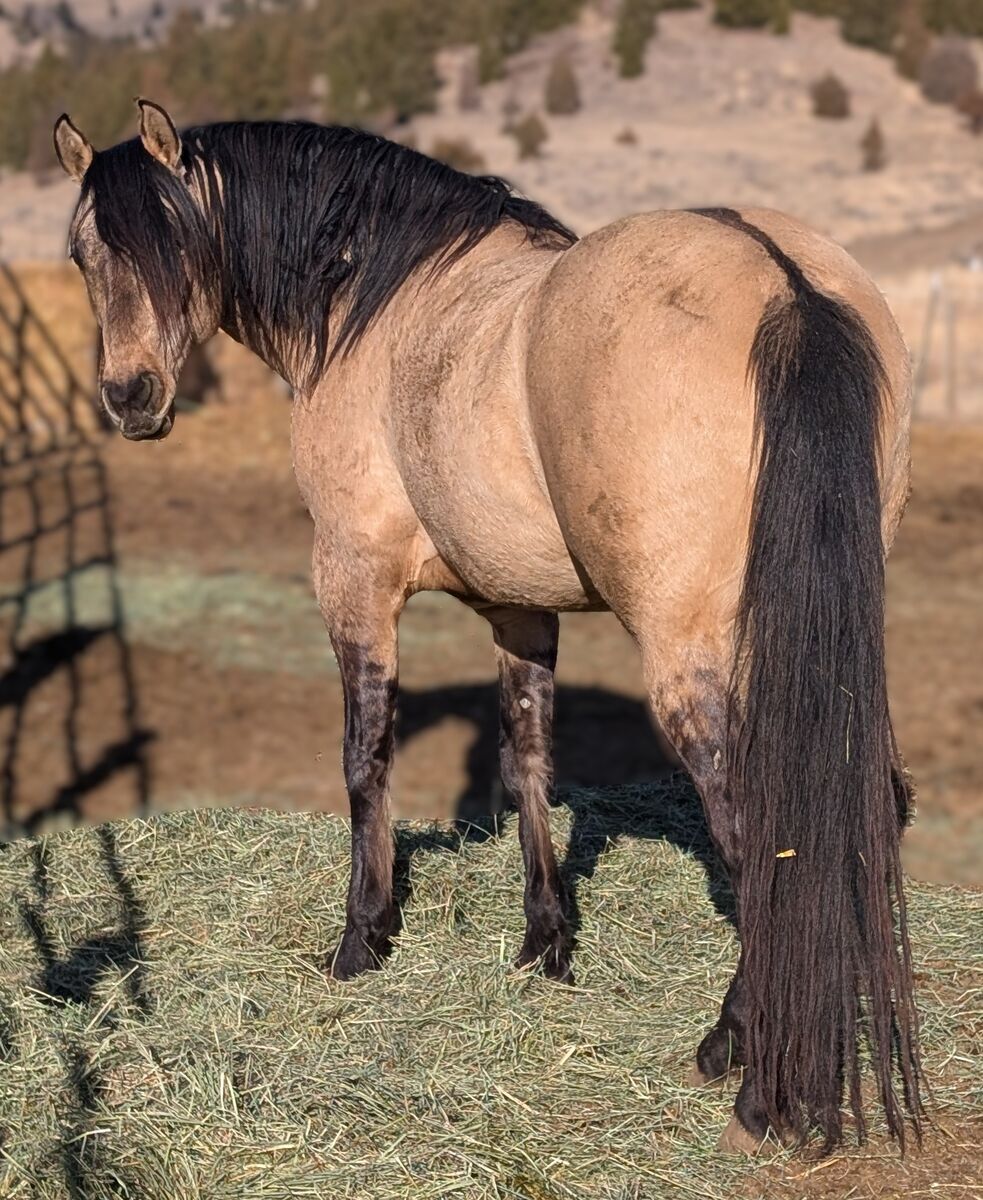 Docs Peppy Concord AQHA Dunskin stallion at stud, 3 spots left
