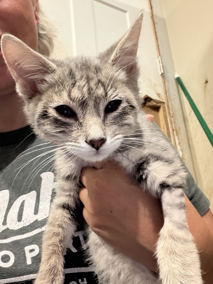 Adopt Squints-12 week old kitten