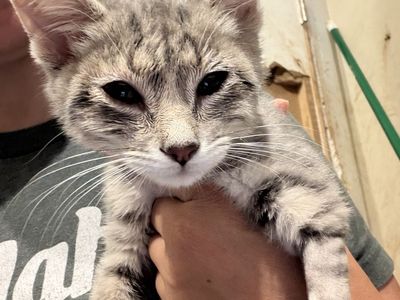 Adopt Squints-12 week old kitten