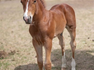 2026 Sorrel Colt OUT OF Money Earner Auspicious Cat