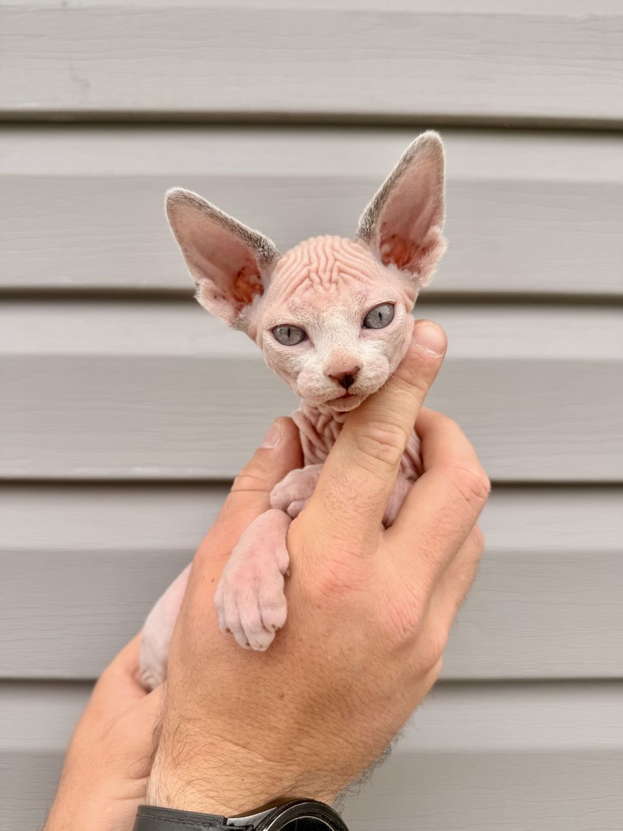 Sphynx Kitten