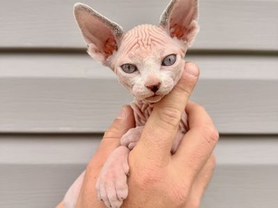 Sphynx Kitten