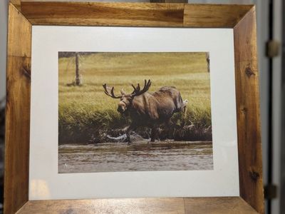 Beautiful moose picture signed measurements in picture located in Roy venmo or cash fcfs
