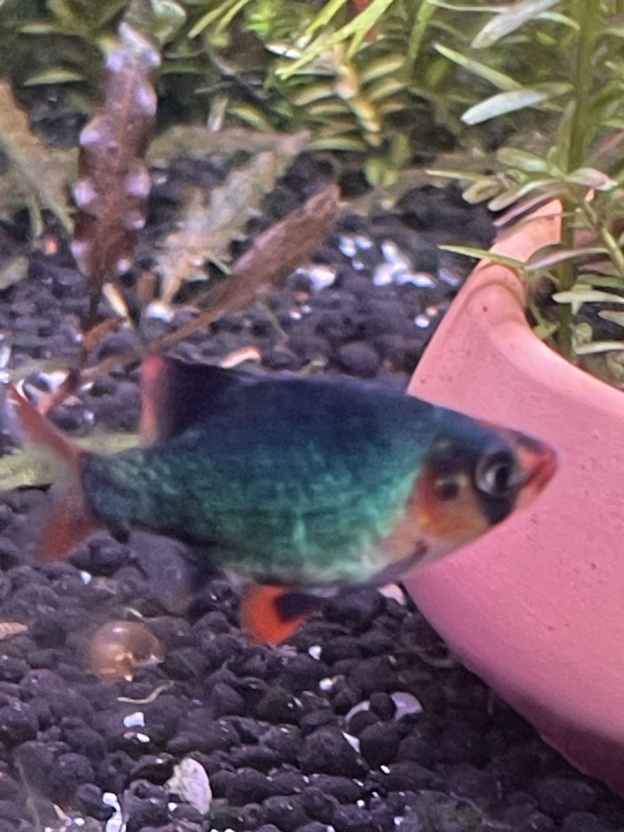 platnium Green Tiger Barbs