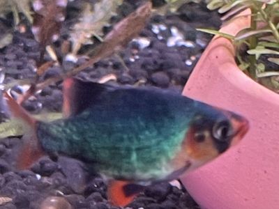 platnium Green Tiger Barbs