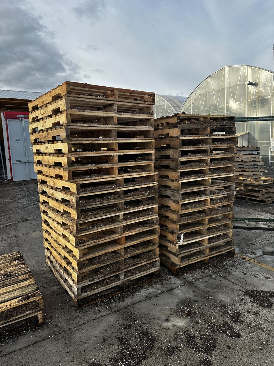 Wood Pallets 40"x48"