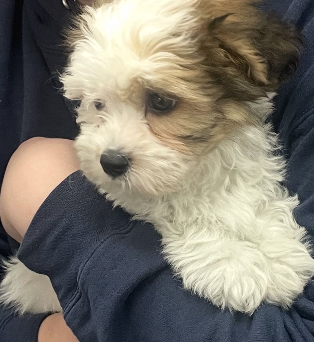 Teddy Bear Puppy 11 weeks (Shichon) White & Brindle - Therapy Dog Breed - Designer Breed - AKC - Chipped
