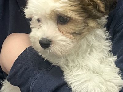 Teddy Bear Puppy 11 weeks (Shichon) White & Brindle - Therapy Dog Breed - Designer Breed - AKC - Chipped