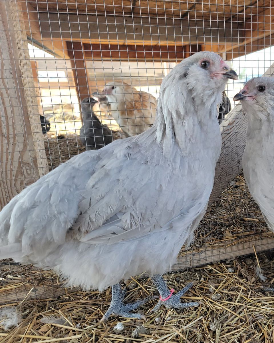 Self Blue/Lavender Ameraucana Pullet!