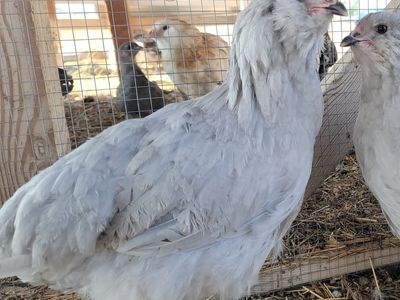 Self Blue/Lavender Ameraucana Pullet!