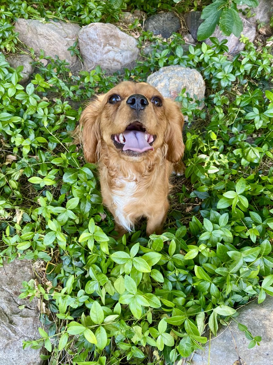 2 Demidog pups!  Cavalier x Dachshund x Pug