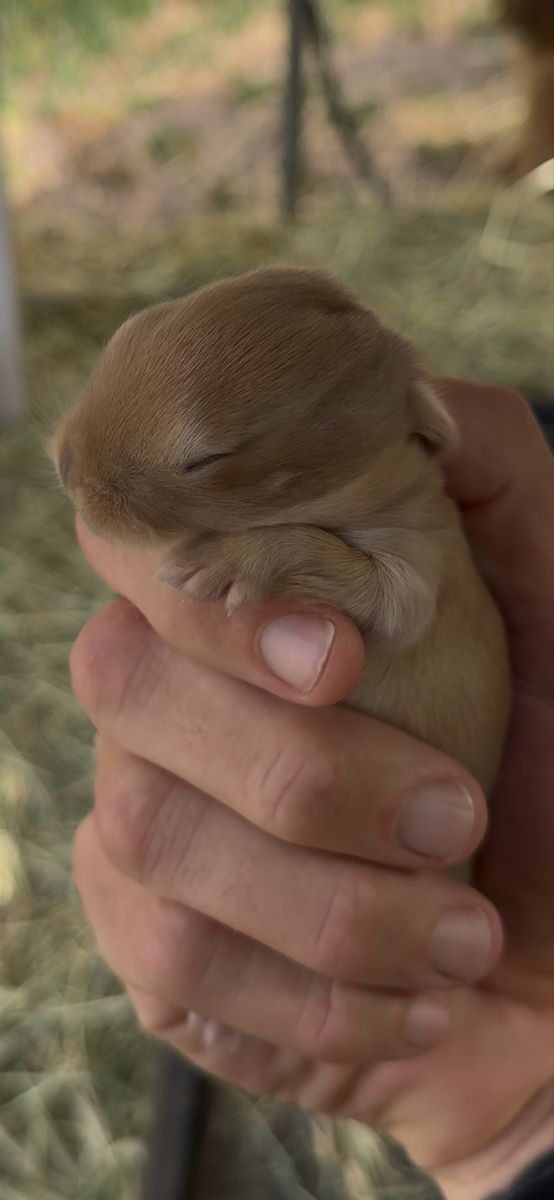 Baby Bunnies - Holland Lop / Rex Mix