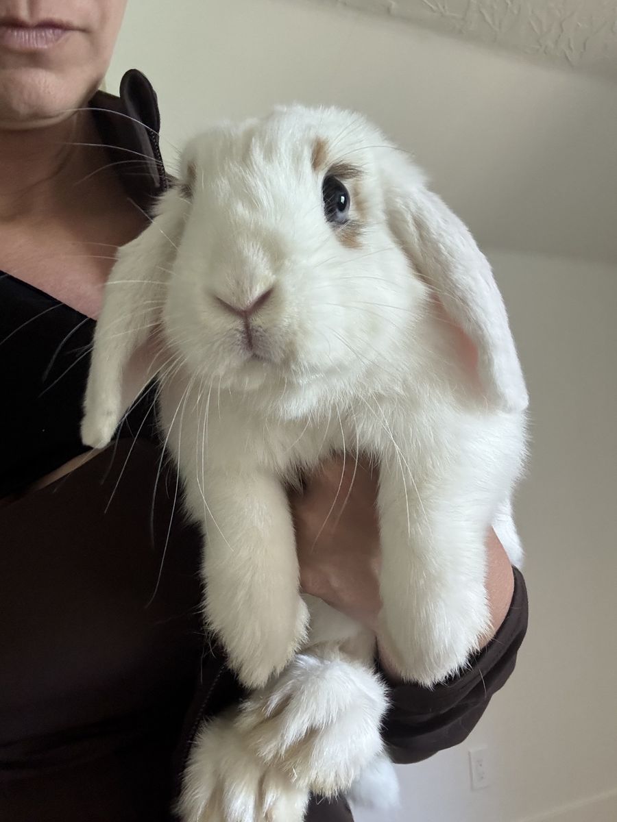 Adorable Holland Lop siblings - rehoming