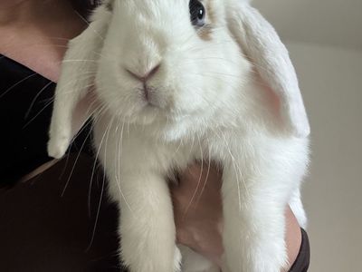 Adorable Holland Lop siblings - rehoming