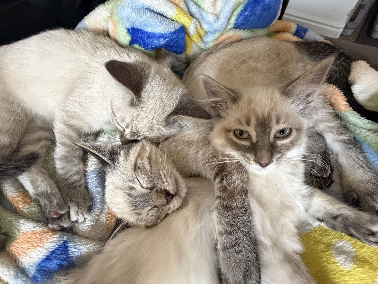 Flame point kittens