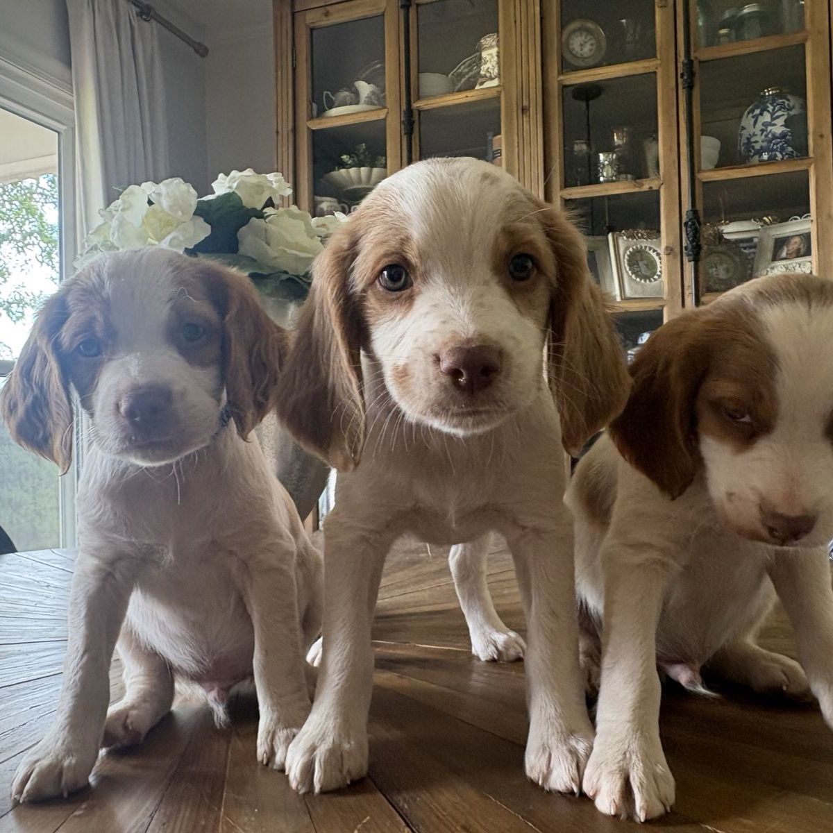 Male Brittany spaniels puppies